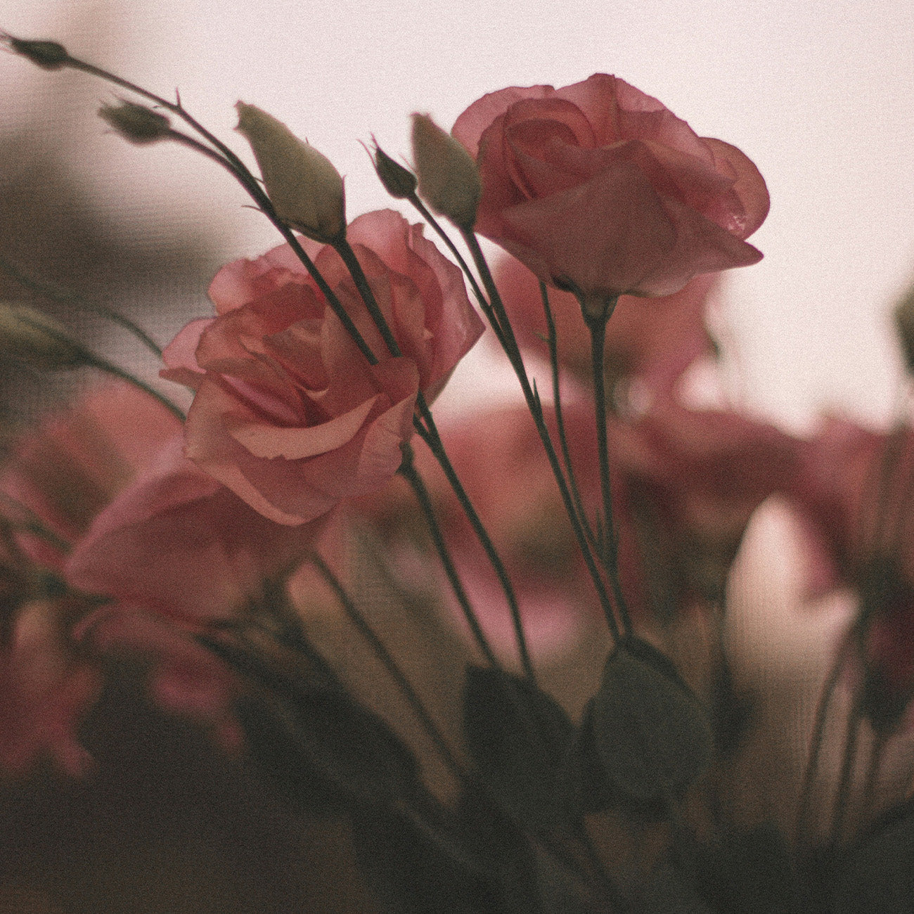 3212 Pandora's Secret｜Perfume Shampoo